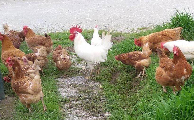 בית מלון כפרי Casale Delle Rondini