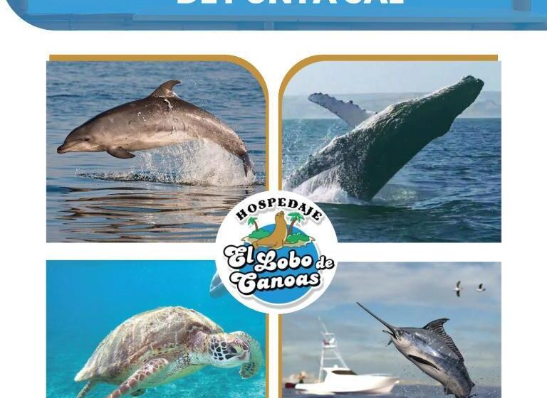 ペンション Hospedaje El Lobo De Canoas De Tumbes