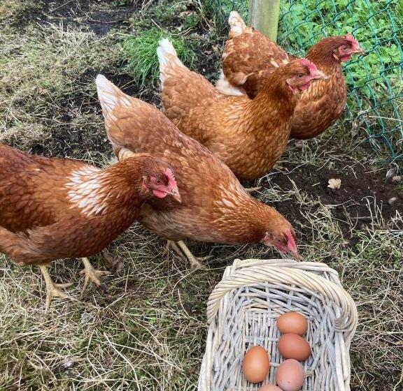 Magnoliabackens Bed And Breakfast