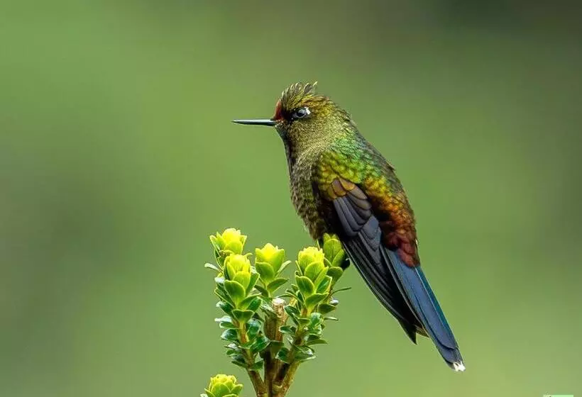 Hotelli Ingaru Lodge