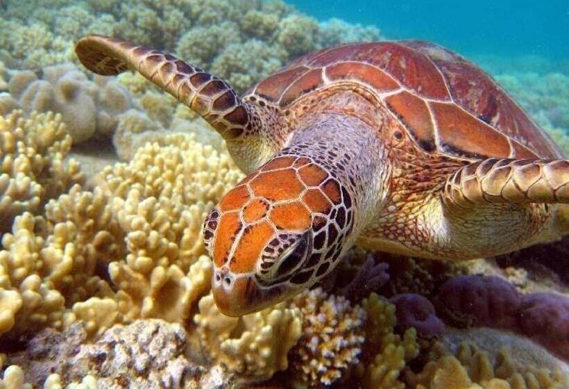 هاستل Kanalu Land