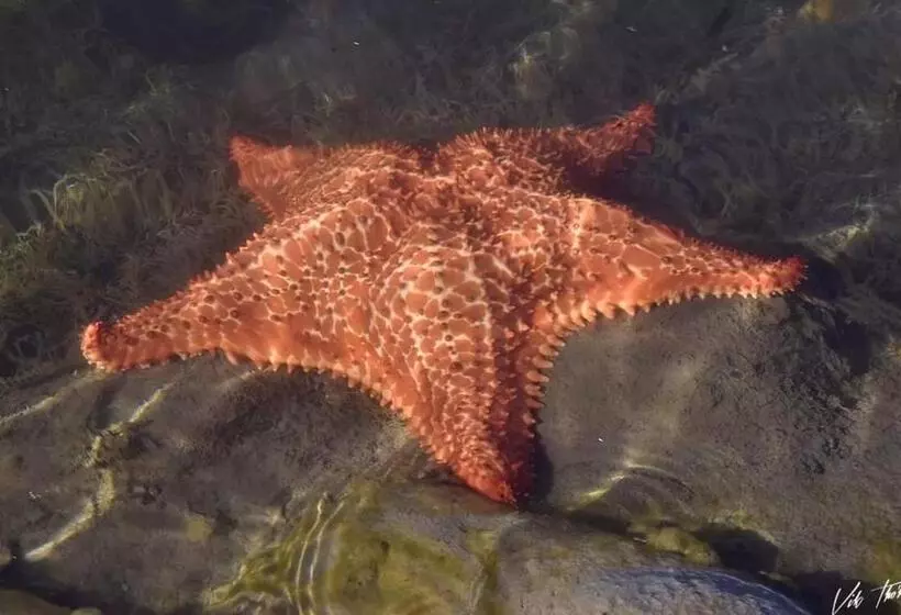 هاستل Kanalu Land