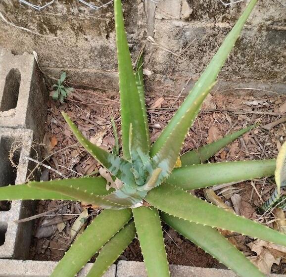 Hostel E Camping Recanto Das Mandalas