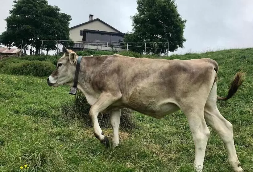 ホテル Agriturismo Alpe Rompiago