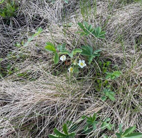 Hotel Rustic Beaverfoot Lodge Room N10