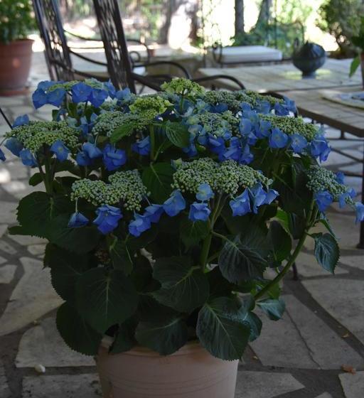 Bed and Breakfast Bastide Du Pin