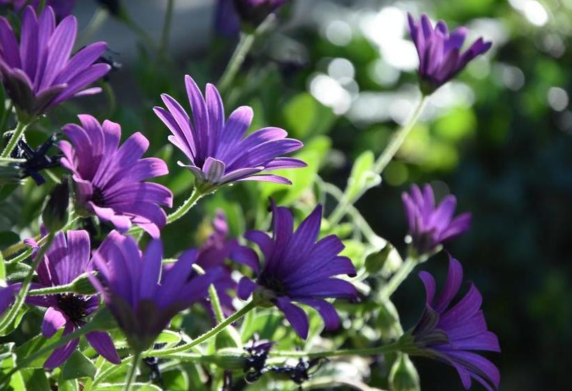 Bed and Breakfast Bastide Du Pin