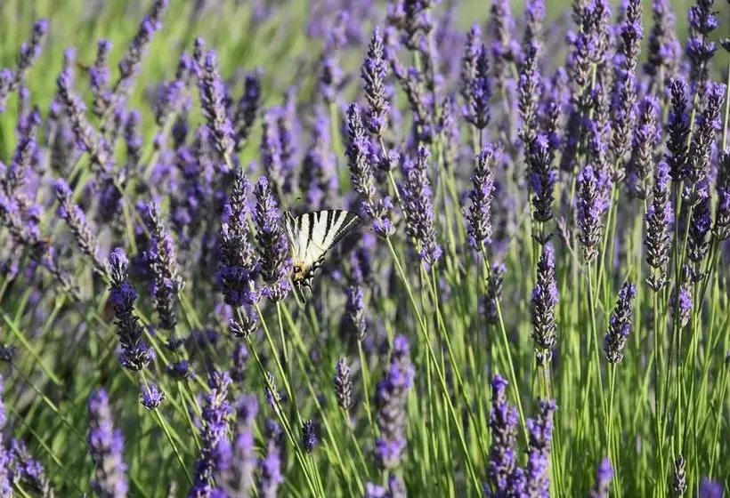 تختخواب و صبحانه Bastide Du Pin
