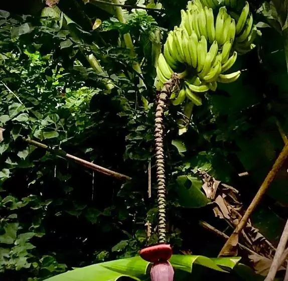 Bananas Hostel