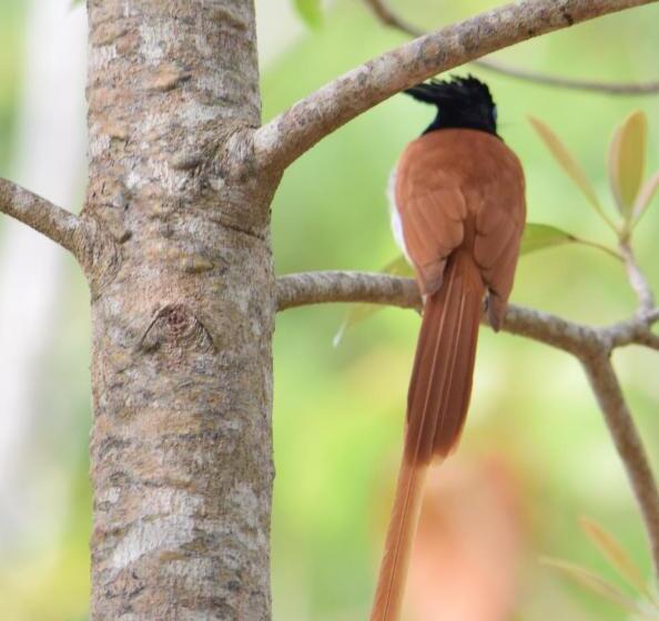 ホテル Lavish Eco Jungle