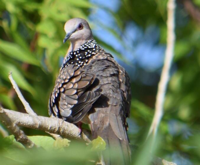 ホテル Lavish Eco Jungle