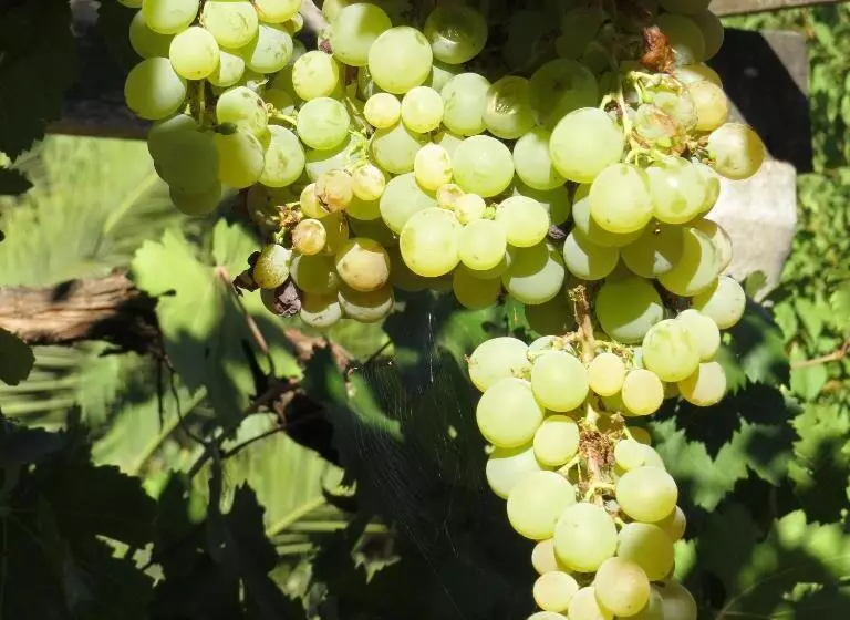 Hotelli Boutique Quinta Maria