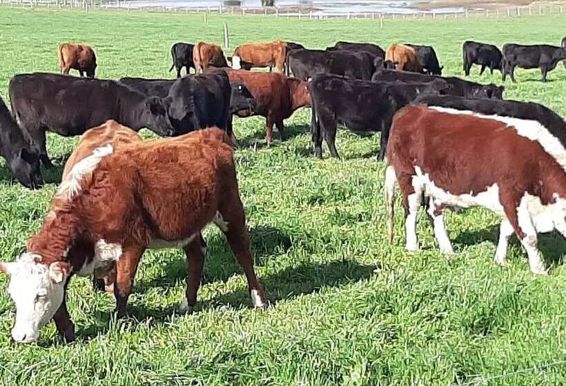 ホテル Estancia Renacimiento