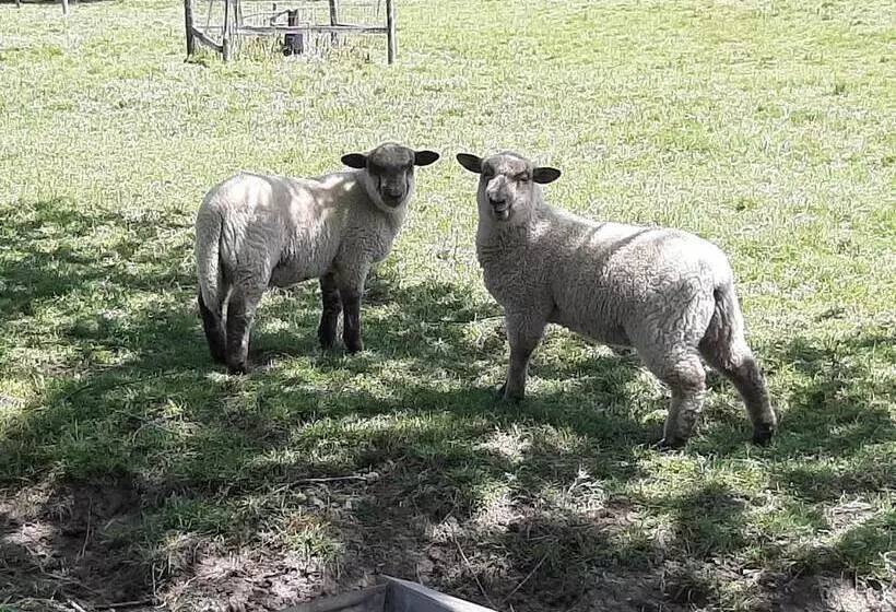 ホテル Estancia Renacimiento