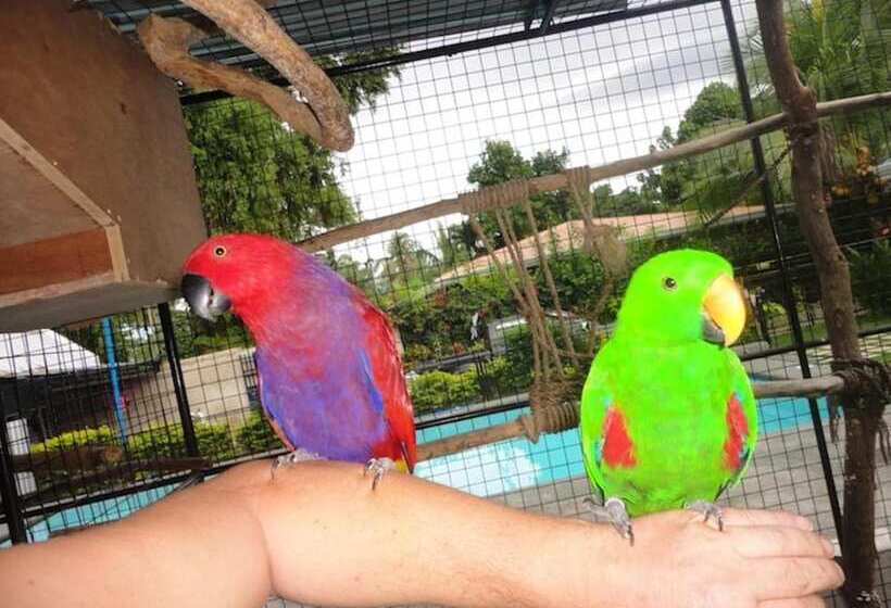 Parrot Resort Moalboal