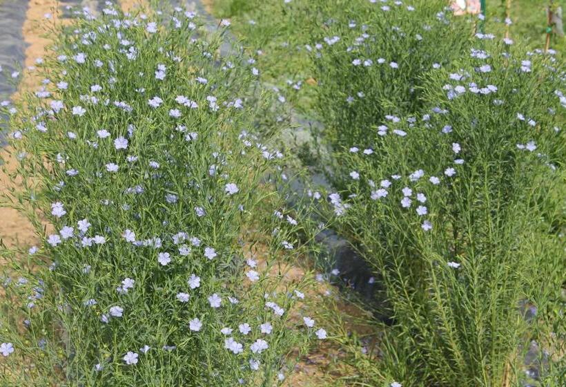 استراحتگاه Country House Erba Regina