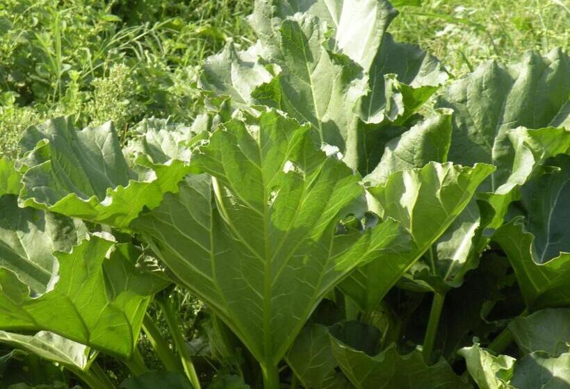 استراحتگاه Country House Erba Regina