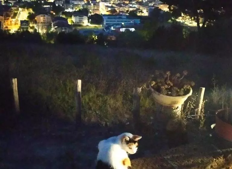 Aamiaismajoitus (B&B) Terrazza Sul Mare