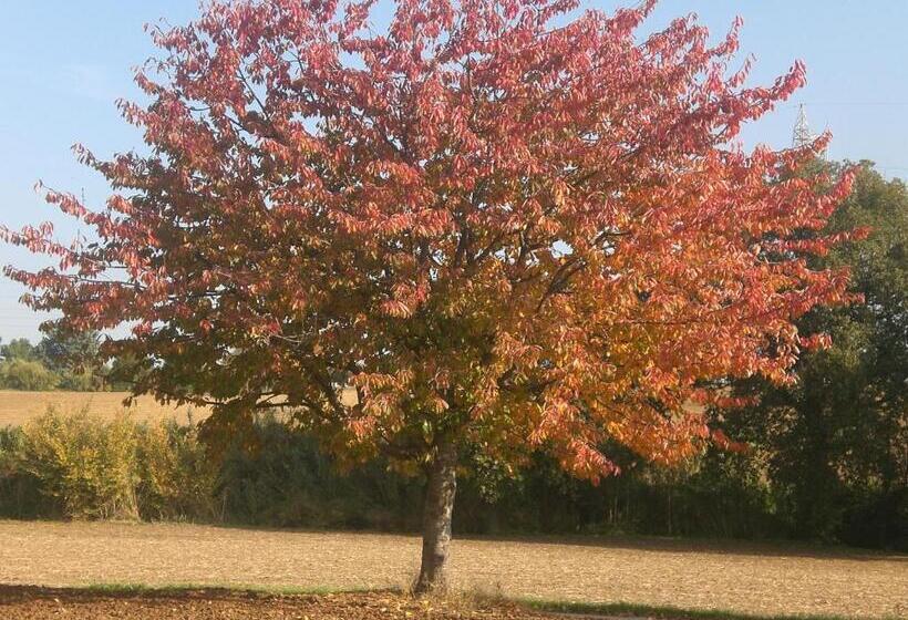 Nocleg ze śniadaniem I Ciliegi