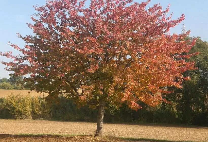 Aamiaismajoitus (B&B) I Ciliegi