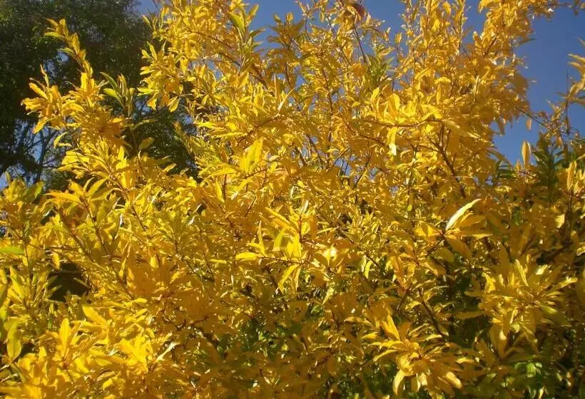 Aamiaismajoitus (B&B) I Ciliegi