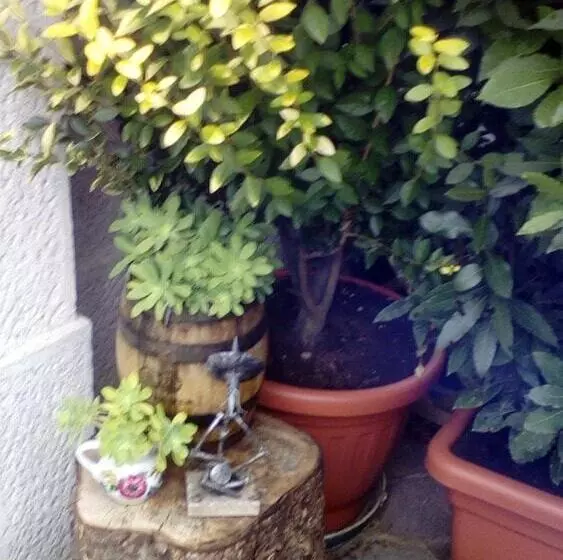 B&b Il Gelsomino