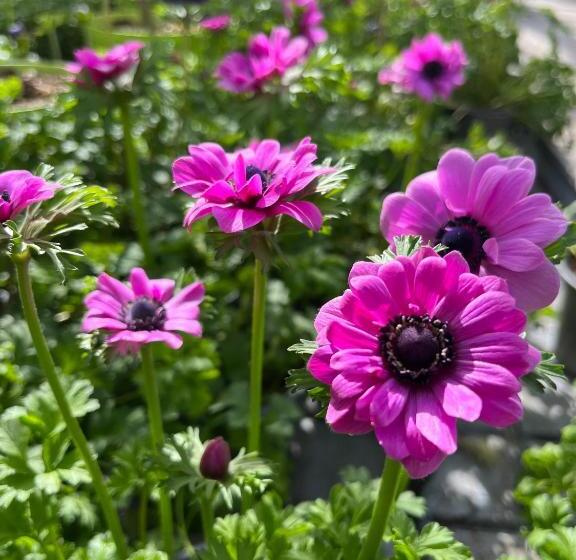 住宿加早餐  Pension Mirabelle