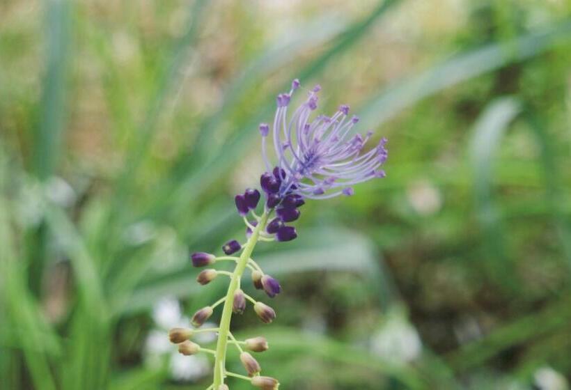 צימר Conca Marina