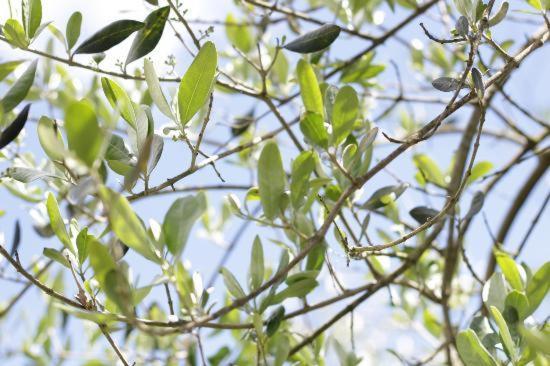 مبيت وإفطار La Casa Di Muro