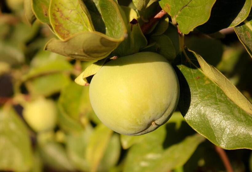 مبيت وإفطار Villa Ruberto