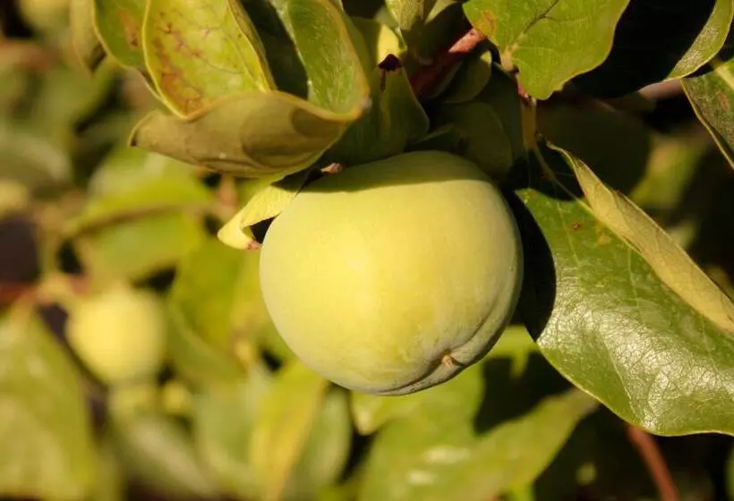 Aamiaismajoitus (B&B) Villa Ruberto