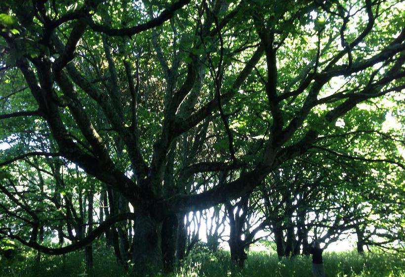 مبيت وإفطار Woodwick House