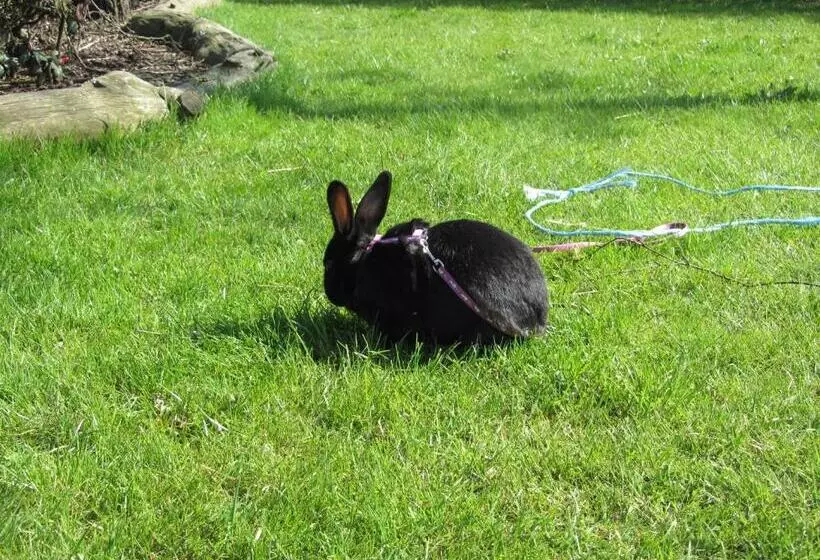 Vestervang Bed & Breakfast