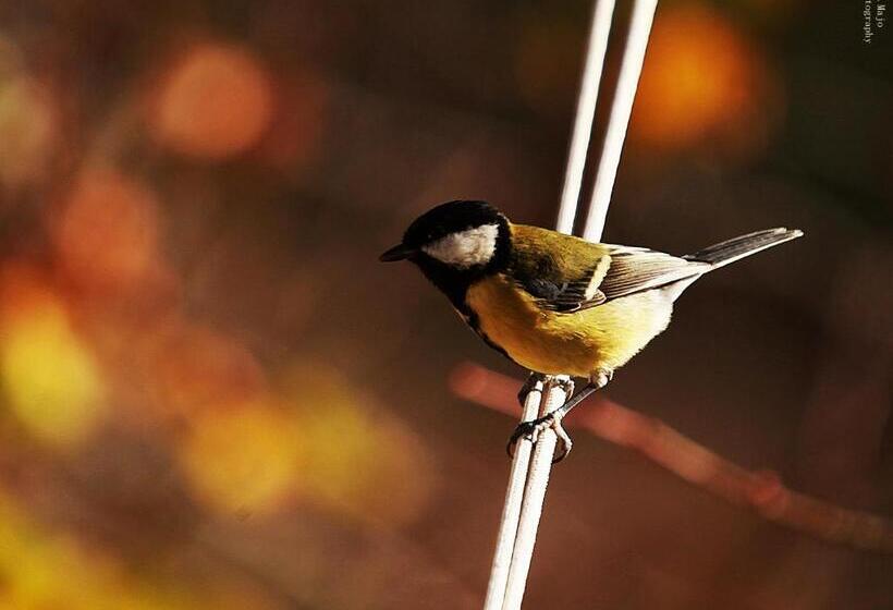 בית מלון כפרי Rajna