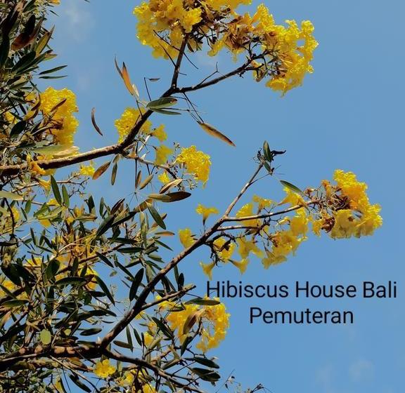 بنسيون Hibiscus House Pemuteran Bali