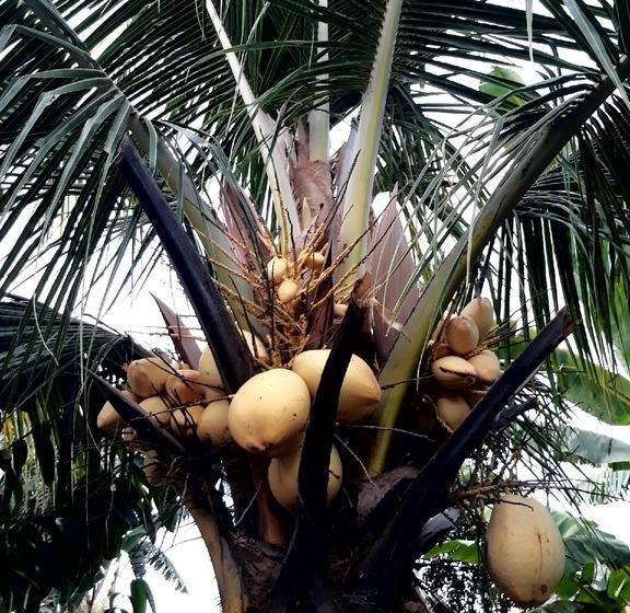 بنسيون Hibiscus House Pemuteran Bali