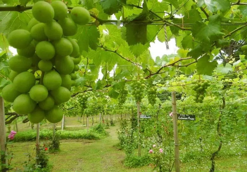 旅館 Yumoto Kobayashi