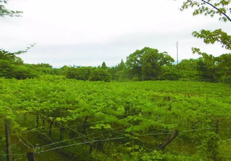 旅館 Yumoto Kobayashi