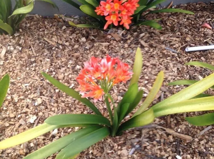 Aamiaismajoitus (B&B) Blue Fern Of Knysna