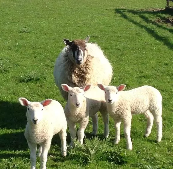 Aamiaismajoitus (B&B) The Stables At The Vale