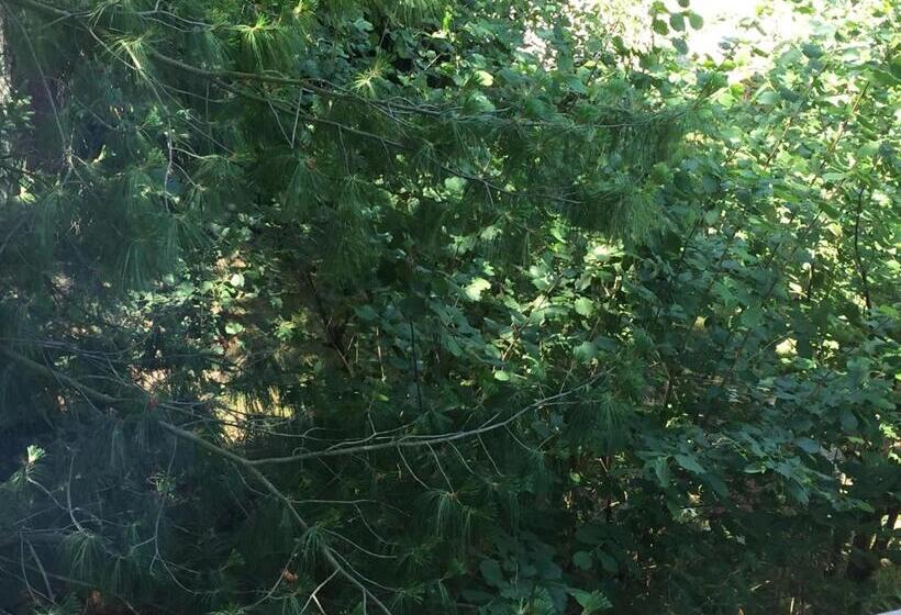 تختخواب و صبحانه Restaurant De L Europe