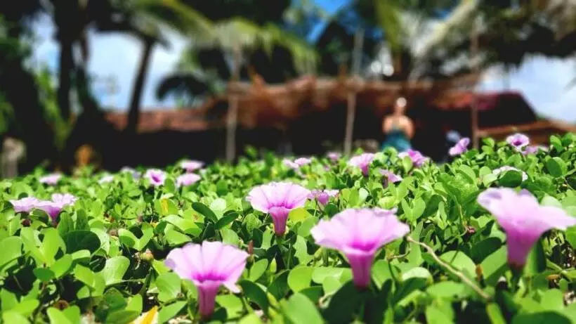 Hotelli Kusuma S Lazy Left