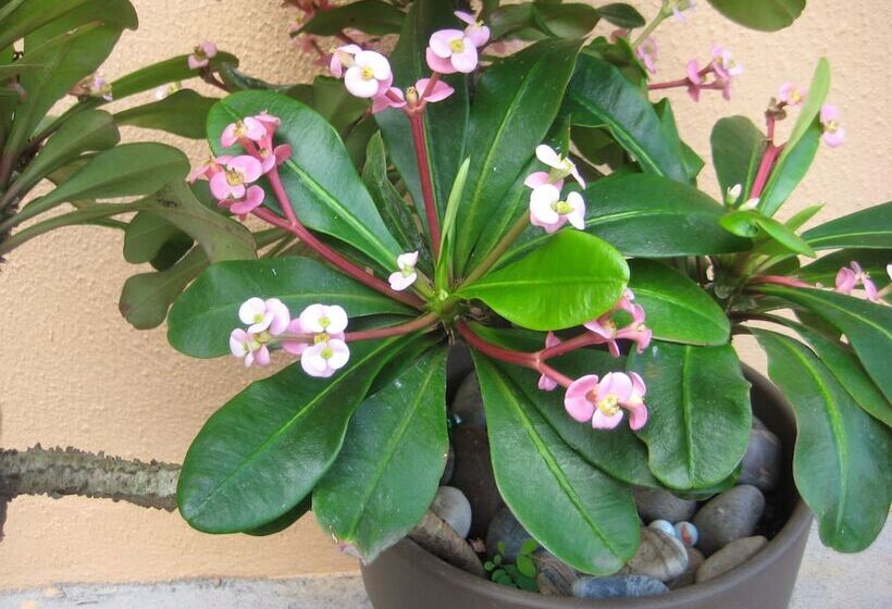 تختخواب و صبحانه Sm Lodge Mauritius