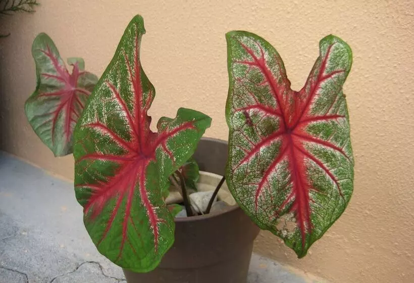 تختخواب و صبحانه Sm Lodge Mauritius