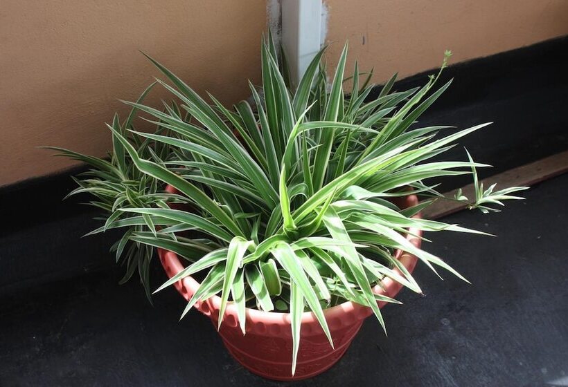 تختخواب و صبحانه Sm Lodge Mauritius