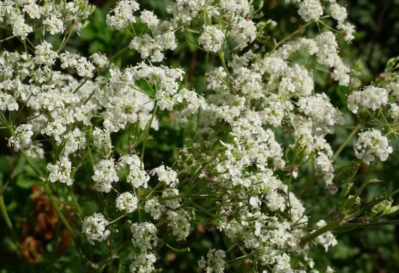 Hotelli Huize De Duinen