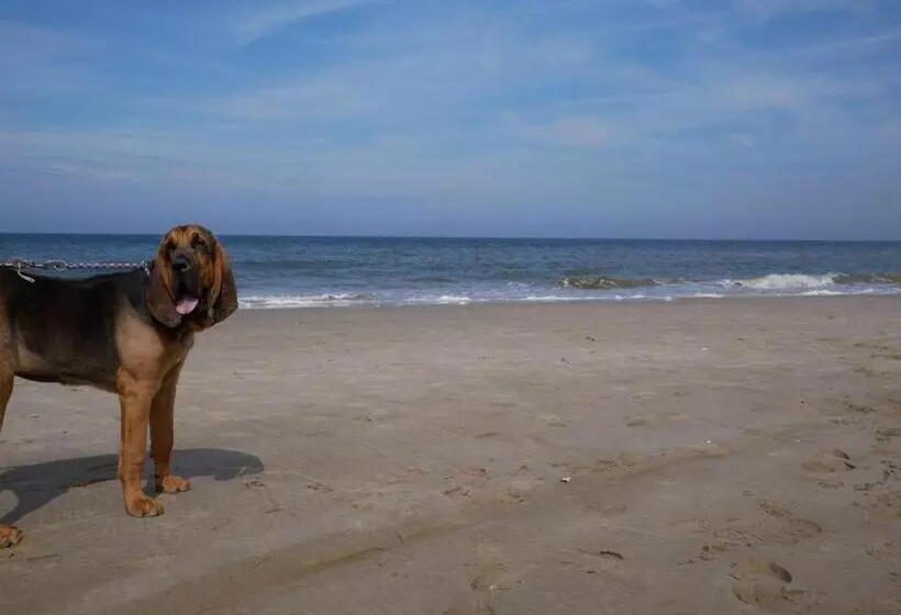 Hotelli Huize De Duinen