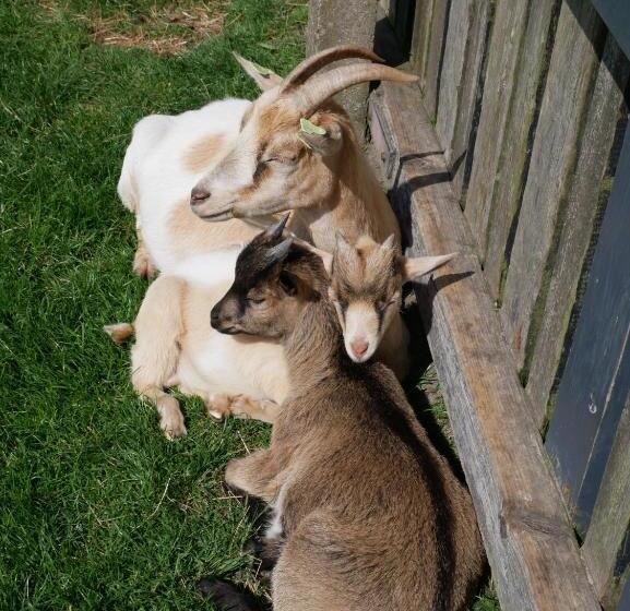 ホテル Huize De Duinen