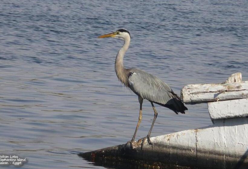 تختخواب و صبحانه Nubian Lotus