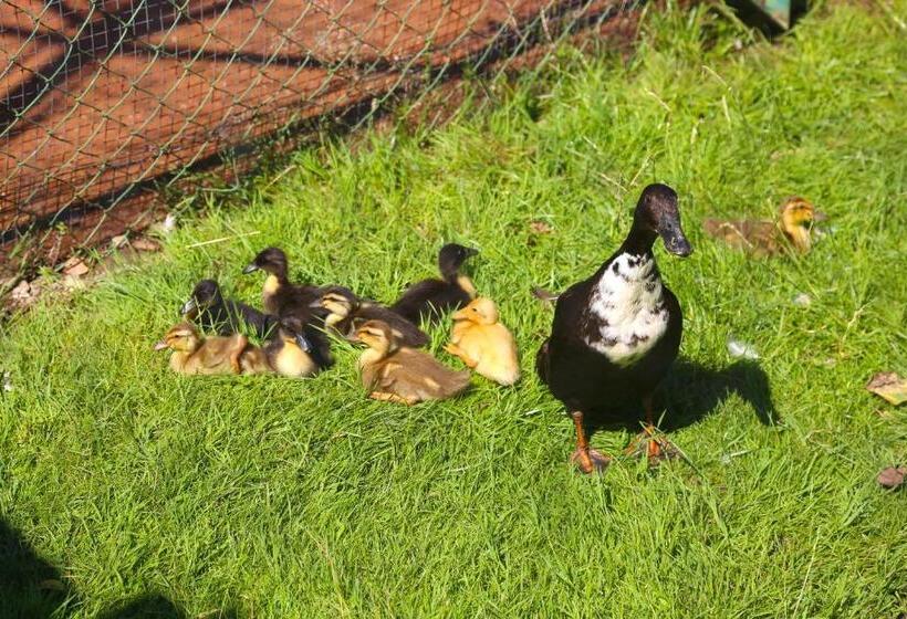 בית מלון כפרי Fasching